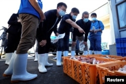 A team of experts from the International Atomic Energy Agency (IAEA) with scientists from China, South Korea and Canada observe the inshore fish as the sample at Hisanohama Port, Thursday, Oct. 19, 2023 in Iwaki, northeastern Japan. (Eugene Hoshiko/Pool via REUTERS)