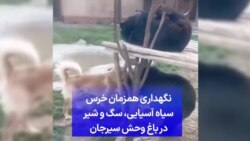 نگهداری همزمان خرس سیاه آسیایی، سگ و شیر در باغ وحش سیرجان