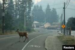 Deer cross a road in a neighborhood filled with smoke due to a nearby wildfire in the Glenmore Highlands area of Kelowna, British Columbia, Canada, on Aug. 19, 2023.