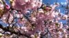 Цветот на јапонските цреши во Вашингтон