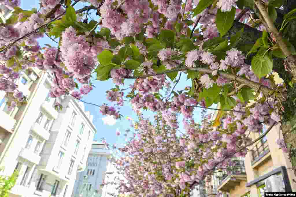 Cherry blossom in Skopje, North Macedonia, 04.04.2024
