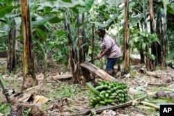 Seorang petani menebang tanaman pisang, di lahan pertaniannya, di Desa Kiwenda, Busukuma, Distrik Wakiso, Uganda, Rabu, 20 September 2023. (AP/Hajarah Nalwadda)