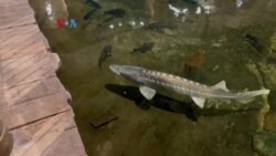 Dunia Kita "Our World My Story": Melihat Ikan Purbakala "Sturgeon" dari Jaman Dinosaurus
