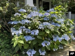 This image provided by Jessica Damiano shows a hydrangea plant in bloom on Long Island, New York on June 27, 2024. (Jessica Damiano via AP)