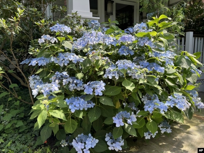 This image provided by Jessica Damiano shows a hydrangea plant in bloom on Long Island, New York on June 27, 2024. (Jessica Damiano via AP)