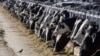 资料照片：2017年3月31日，新墨西哥州瓦多附近的一个农场的奶牛正在吃饲料。(美联社照片)