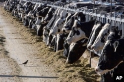Dairy cattle feed at a farm on March 31, 2017, near Vado, New Mexico. (Rodrigo Abd/AP)