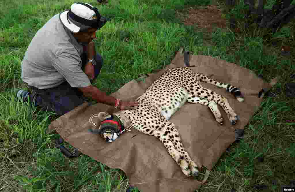 Rajendra Garawad of the National Tiger Conservation inspects a sedated cheetah that will be flown with 11 others from South Africa to India to introduce the cats to India in the next decade, at Rooiberg veterinary facility, Limpopo province, South Africa.