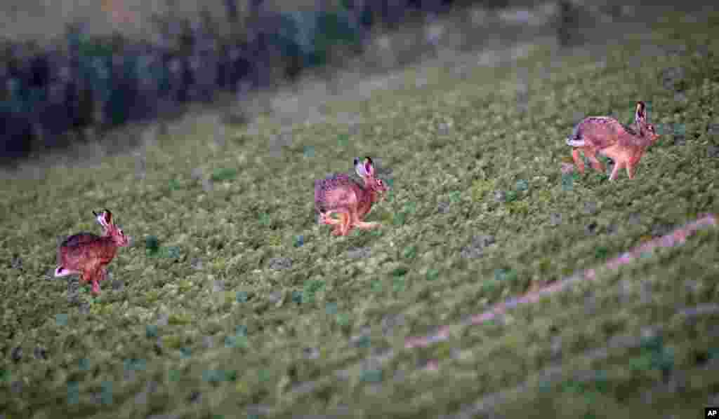 Hares run on a field on the outskirts of Frankfurt, Germany, in the early morning hours.