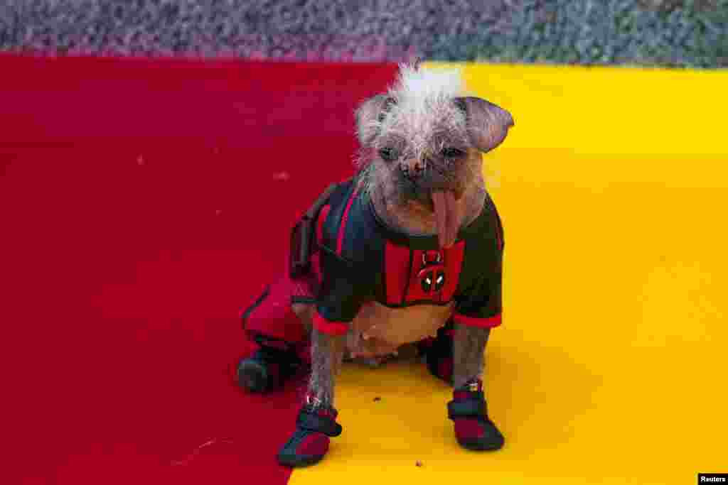 Peggy the dog appears at a &#39;Deadpool &amp; Wolverine&#39; UK sneak peek event in London, Britain.