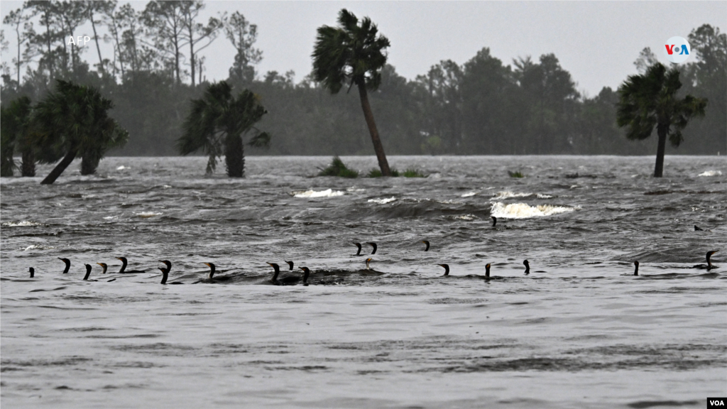 Los patos nadan en el agua que inunda las proximidades del puerto deportivo en Steinhatchee, Florida, el 30 de agosto de 2023.