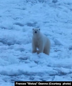 This December 10, 2023, photo by Diomede city coordinator Frances "Sistuq" Ozenna shows a polar bear, one of three that have been spotted in town in recent weeks.