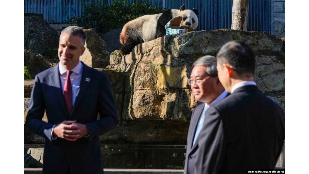 Wang Wang si panda mengunyah sebuah kotak saat kunjungan PM Australia Selatan Peter Malinauskas dan PM Li Qiang di Kebun Binatang Adelaide,16 Juni 2024 di Adelaide, Australia. (Foto: Asanka Ratnayake via REUTERS)
