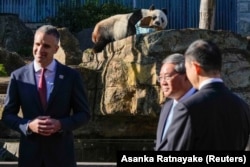 Wang Wang si panda mengunyah sebuah kotak saat kunjungan PM Australia Selatan Peter Malinauskas dan PM Li Qiang di Kebun Binatang Adelaide,16 Juni 2024 di Adelaide, Australia. (Foto: Asanka Ratnayake via REUTERS)