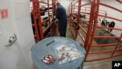 In this photo provided by the US Department of Agriculture, animal care staff prepare to collect a blood sample from a dairy calf vaccinated against bird flu at the National Animal Disease Center research facility in Ames, Iowa, July 31, 2024.