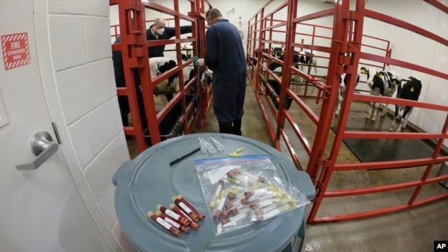 In this photo provided by the US Department of Agriculture, animal care staff prepare to collect a blood sample from a dairy calf vaccinated against bird flu at the National Animal Disease Center research facility in Ames, Iowa, July 31, 2024.