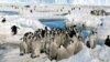 Scientists Report Mass Antarctic Penguin Die-Off  
