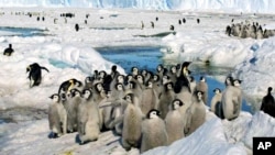 FILE - Crowds of emperor penguins on the ice in Antarctica on Dec. 21, 2005. 