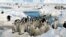 FILE - Crowds of emperor penguins on the ice in Antarctica on Dec. 21, 2005. 