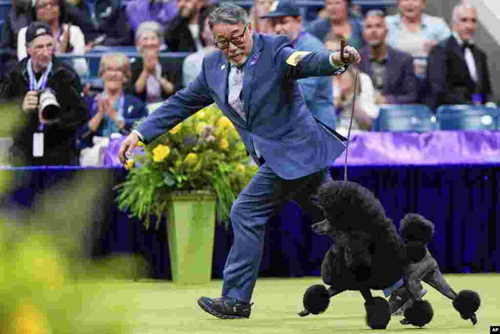 Sage, a miniature poodle, competes with handler Kaz Hosaka in the best in show competition during the 148th Westminster Kennel Club Dog show, May 14, 2024, at the USTA Billie Jean King National Tennis Center in New York.&nbsp;Sage won the Best in Show group. (AP Photo/Julia Nikhinson)