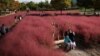 Orang-orang menikmati cuaca cerah di lapangan rumput muhly merah muda di sebuah taman di kota Hanam, Korea Selatan. (Reuters)&nbsp;