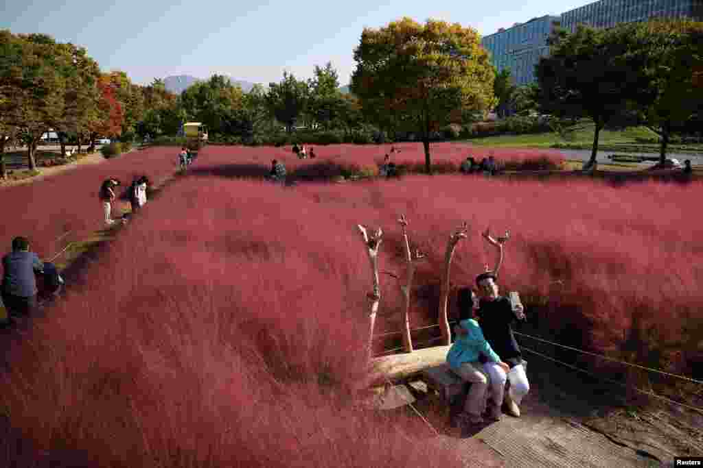 People enjoy time in a pink muhly grass field at a park in Hanam, South Korea.