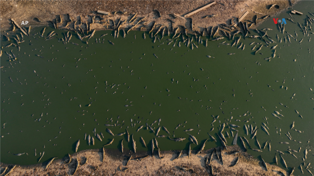  Un grupo de caimanes en el río casi seco de Bento Gomes en la zona húmeda del Pantanal cerca de Poconé, en el estado de Mato Grosso, Brasil, el 15 de noviembre de 2023.     