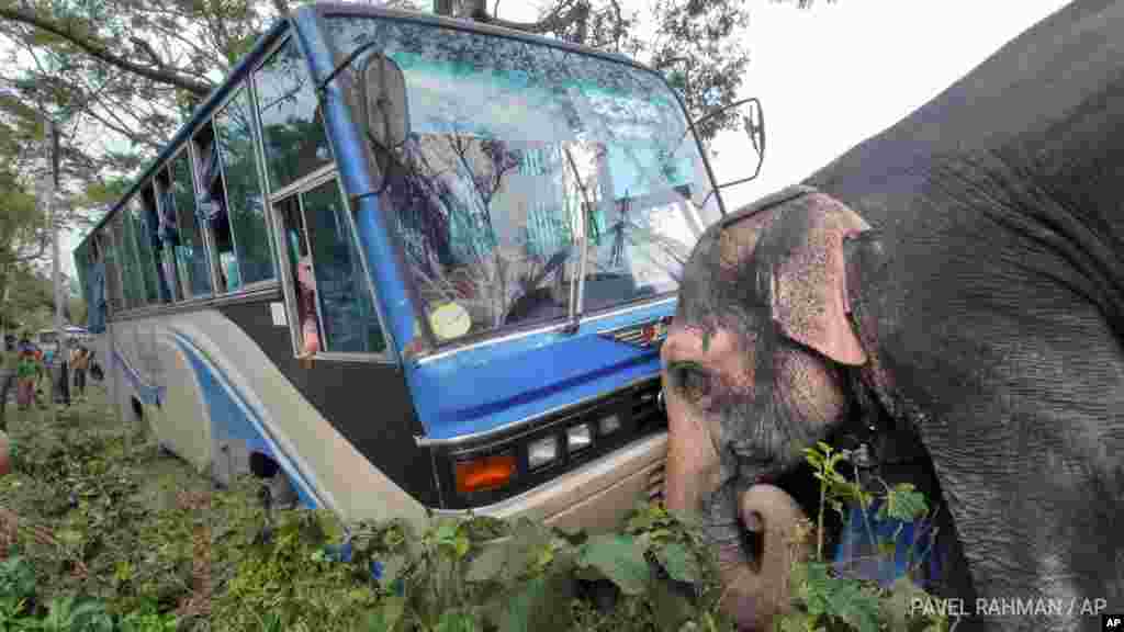 ঘূর্ণিঝড় সিডরের আঘাতে রাস্তা থেকে ছিটকে পড়া একটি বাস ঠেলে সরিয়ে চলাচলের পথ পরিষ্কার করছে একটি হাতি। ছবি ২০০৭ সালের ১৪ নভেম্বর বরিশালে তোলা।