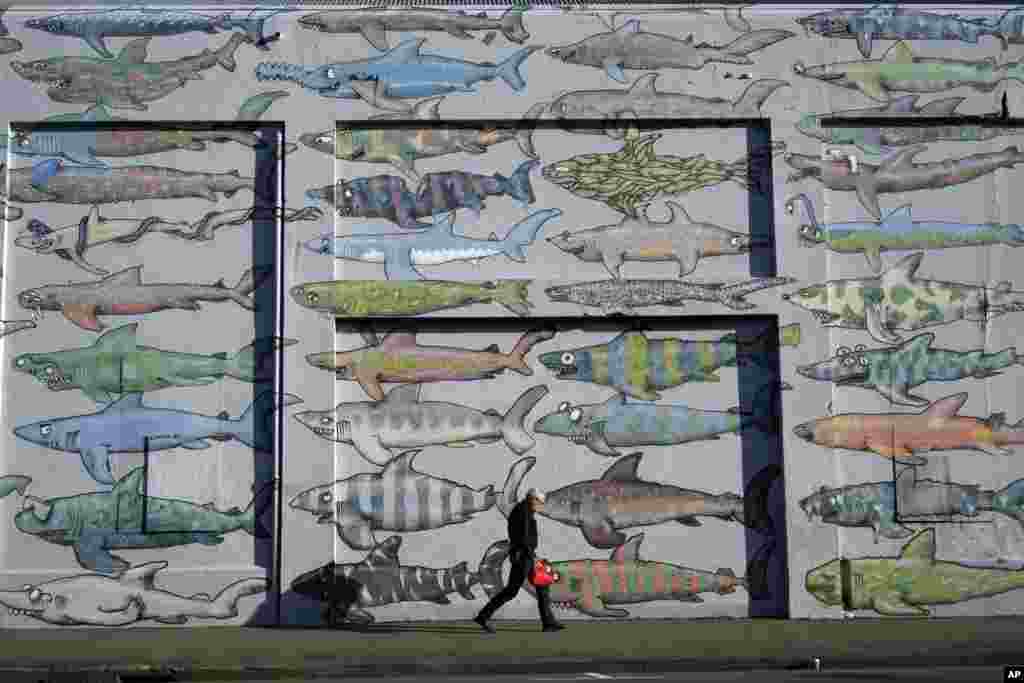 A man walks past a mural depicting sharks in Wellington, New Zealand.