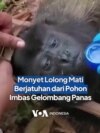 Monyet Lolong Mati Berjatuhan dari Pohon Imbas Gelombang Panas
