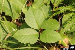 This undated image provided by Bugwood.org shows poison ivy growing in Hubbard County, Minnesota. (Steven Katovich/Bugwood.org via AP)