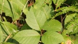 Quiz - How to Deal Safely with Poison Ivy in the Garden