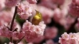 A white-eye bird is seen on an early-flowering cherry blossoms in full bloom at a park in Tokyo, Japan, March 1, 2023. 
