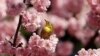 Seekor burung bermata putih terlihat hinggap di bunga sakura yang mekar lebih awal di sebuah taman di Tokyo, Jepang. (Reuters)&nbsp;