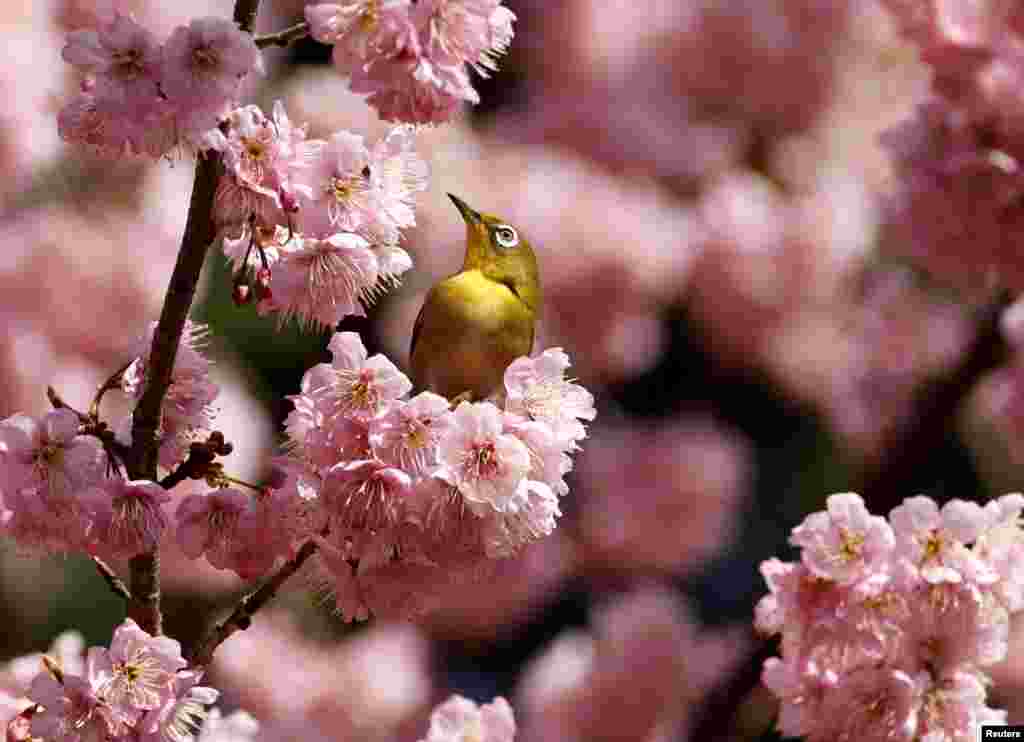 A white-eye bird is seen on an early-flowering cherry blossoms in full bloom at a park in Tokyo, Japan.