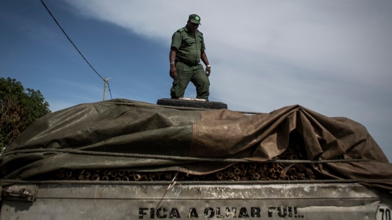 Selera China terhadap ‘Kayu Berdarah’ Mungkin Picu Konflik di Mozambik