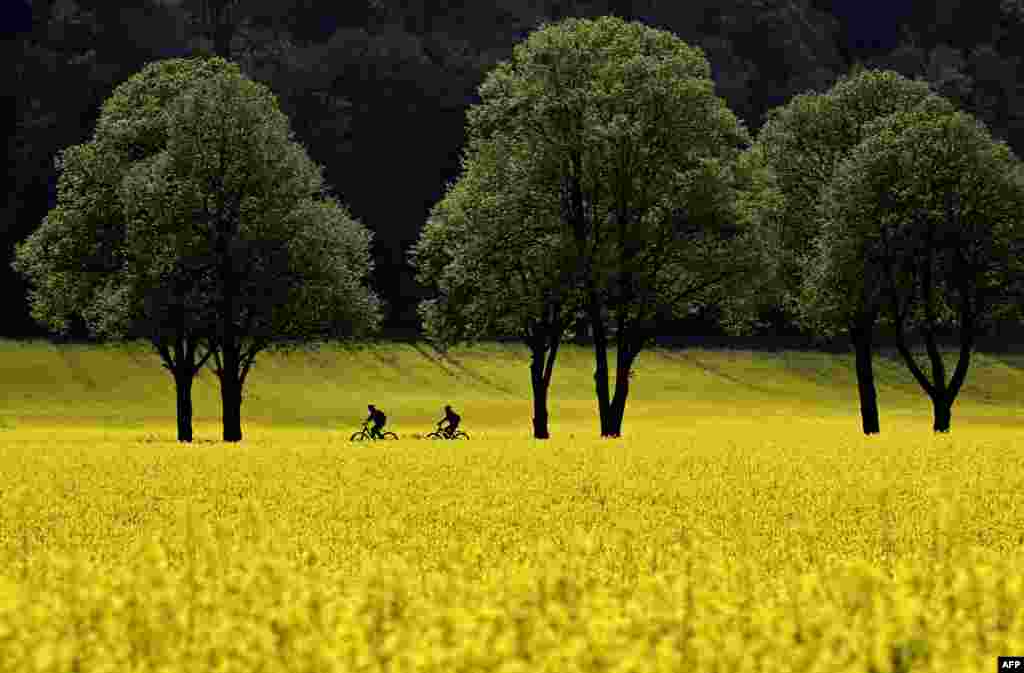 Cyclists ride along a road in fields of blooming rapeseed plants near the small Bavarian village of Schoengeising, southern Germany.