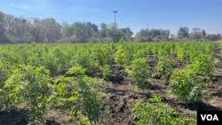 A thriving crop of cannabis grows on a farm near Bulawayo, Zimbabwe’s second-largest city, May 30, 2024. (Columbus Mavhunga/VOA) 