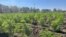 A thriving crop of cannabis grows on a farm near Bulawayo, Zimbabwe’s second-largest city, May 30, 2024. (Columbus Mavhunga/VOA) 