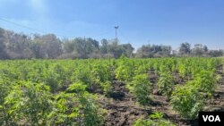 A thriving crop of cannabis grows on a farm near Bulawayo, Zimbabwe’s second-largest city, May 30, 2024. (Columbus Mavhunga/VOA) 