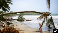 Hurricane Beryl uprooted palm trees in St. Patrick, Grenada, July 2, 2024. 