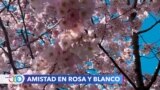 Los cerezos o “cherry blossoms”, las flores que unen a Japón y EEUU