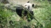 Japan Bids Farewell to Four Pandas Returning to China 