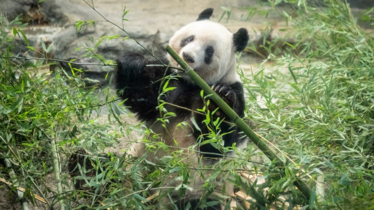 giant pandas eating bamboo