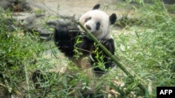 Female giant panda cub Xiang Xiang eats bamboo ahead of her return to China, at Ueno Zoological Park in Tokyo, Japan, Feb. 19, 2023. 
