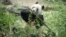Female giant panda cub Xiang Xiang eats bamboo ahead of her return to China, at Ueno Zoological Park in Tokyo, Japan, Feb. 19, 2023. 