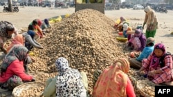 FILE - Women laborers sort potatoes at a wholesale agriculture market on the outskirts of Amritsar on Feb. 28, 2024.