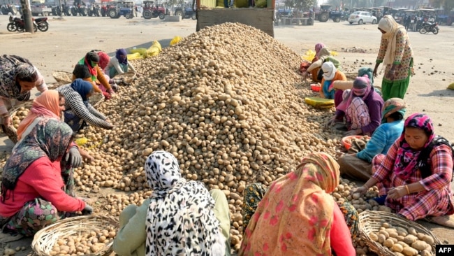 FILE - Women laborers sort potatoes at a wholesale agriculture market on the outskirts of Amritsar on Feb. 28, 2024.