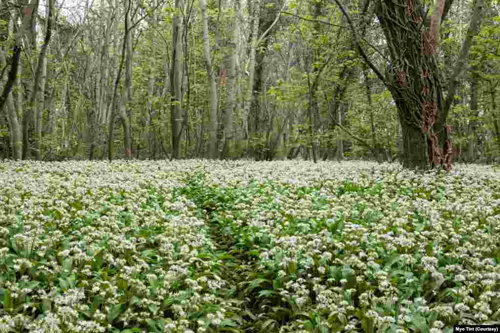 Wild garlic flowers are seen in Gwynedd area in North Wales, United Kingdom.