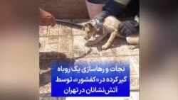 نجات و رهاسازی یک روباه گیر کرده در «کفشور»، توسط آتش‌نشانان در تهران